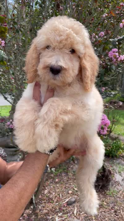 Mandy , a female Goldendoodle for sale in Kissimmee, FL – 3 of 3