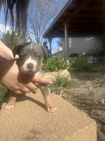 Number 7, a female American Bully for sale in Denver, CO – Photo 4 of 6