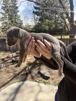 Number 7, a female American Bully for sale in Denver, CO – Photo 5 of 6