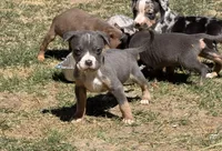 Number 7, a female American Bully for sale in Denver, CO – Photo 6 of 6