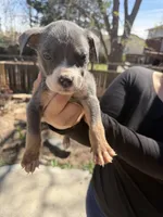 Number 7, a female American Bully for sale in Denver, CO – Photo 3 of 6