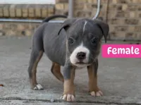 Number 7, a female American Bully for sale in Denver, CO – Photo 1 of 6