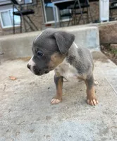 Number 7, a female American Bully for sale in Denver, CO – Photo 2 of 6