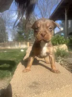 Number Four, a female American Bully for sale in Denver, CO – Photo 4 of 4