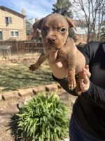 Number Four, a female American Bully for sale in Denver, CO – Photo 2 of 4