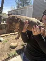 Number Four, a female American Bully for sale in Denver, CO – Photo 3 of 4