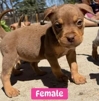 Number Four, a female American Bully for sale in Denver, CO – Photo 1 of 4