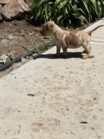 Number 9, a female American Bully for sale in Denver, CO – Photo 7 of 7