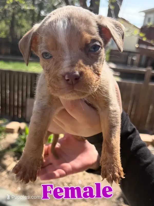 Number 9 – American Bully puppy for sale in Denver, CO