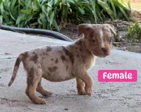 Number 9, a female American Bully for sale in Denver, CO – Photo 3 of 7