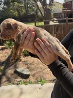 Number 9, a female American Bully for sale in Denver, CO – Photo 2 of 7