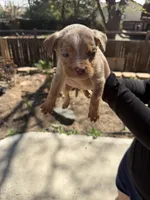 Number 9, a female American Bully for sale in Denver, CO – Photo 6 of 7