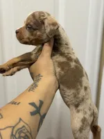 Number 9, a female American Bully for sale in Denver, CO – Photo 5 of 7