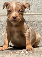 Number 9, a female American Bully for sale in Denver, CO – Photo 4 of 7