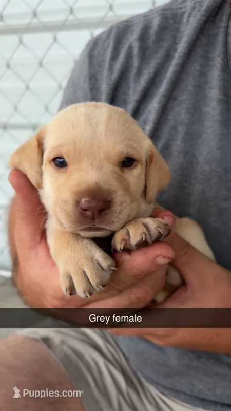 AKC Yellow labrador retriever – Labrador Retriever puppy for sale in St. Stephen, SC