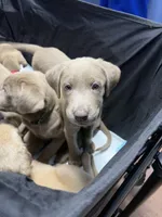 AKC Silver Labrador retriever-lime green female, a female Labrador Retriever for sale in St. Stephen, SC – 1 of 9