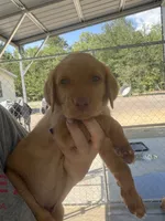 AKC Red Labrador Retriever-Light Blue Female, a female Labrador Retriever for sale in St. Stephen, SC – 3 of 4