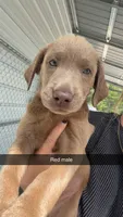 AKC Silver Labrador retriever-Red male, a male Labrador Retriever for sale in St. Stephen, SC – 7 of 7