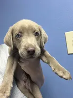 AKC Silver Labrador retriever-orange male, a male Labrador Retriever for sale in St. Stephen, SC – 1 of 7