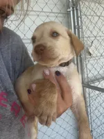 AKC Yellow lab-yellow collar female, a female Labrador Retriever for sale in St. Stephen, SC – 4 of 4