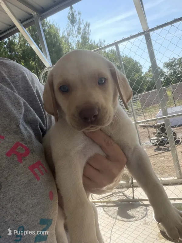 AKC White labrador retriever-dark Green Male – Labrador Retriever puppy for sale in St. Stephen, SC