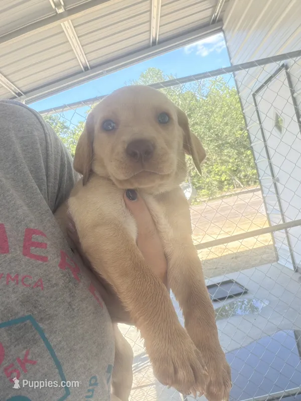 AKC Yellow labrador retriever-Tan collar Female – Labrador Retriever puppy for sale in St. Stephen, SC
