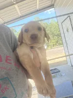 AKC Yellow labrador retriever-Tan collar Female, a female Labrador Retriever for sale in St. Stephen, SC – 1 of 3