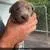 AKC Silver Labrador retriever – Labrador Retriever puppy for sale in St. Stephen, SC