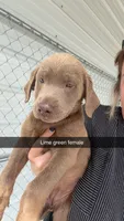 AKC Silver Labrador retriever-lime green female, a female Labrador Retriever for sale in St. Stephen, SC – 8 of 9