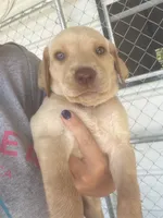 AKC Yellow labrador retriever-Tan collar Female, a female Labrador Retriever for sale in St. Stephen, SC – 2 of 3