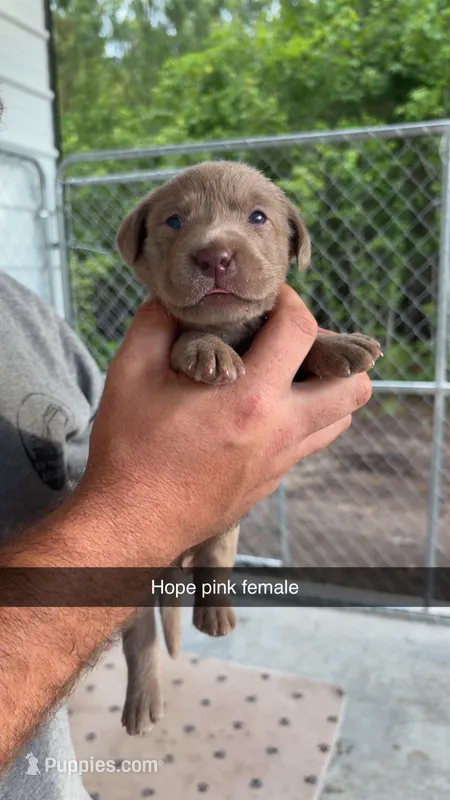 AKC Silver Labrador retriever – Labrador Retriever puppy for sale in St. Stephen, SC