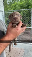 AKC Silver Labrador retriever, a female Labrador Retriever for sale in St. Stephen, SC – 1 of 3