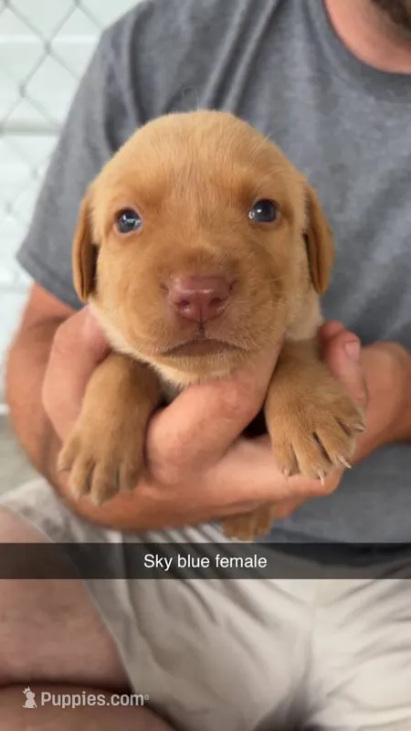 AKC Red Labrador Retriever – Labrador Retriever puppy for sale in St. Stephen, SC