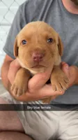 AKC Red Labrador Retriever, a female Labrador Retriever for sale in St. Stephen, SC – 1 of 3
