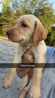 AKC Yellow lab-yellow collar female, a female Labrador Retriever for sale in St. Stephen, SC – 7 of 7
