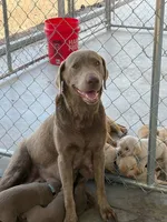 AKC Silver Labrador retriever-dark green male, a male Labrador Retriever for sale in St. Stephen, SC – 4 of 4