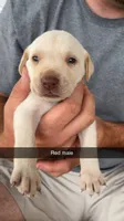 AKC White labrador retriever, a male Labrador Retriever for sale in St. Stephen, SC – 1 of 3