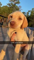 AKC Yellow labrador retriever-lime green female, a female Labrador Retriever for sale in St. Stephen, SC – 6 of 7