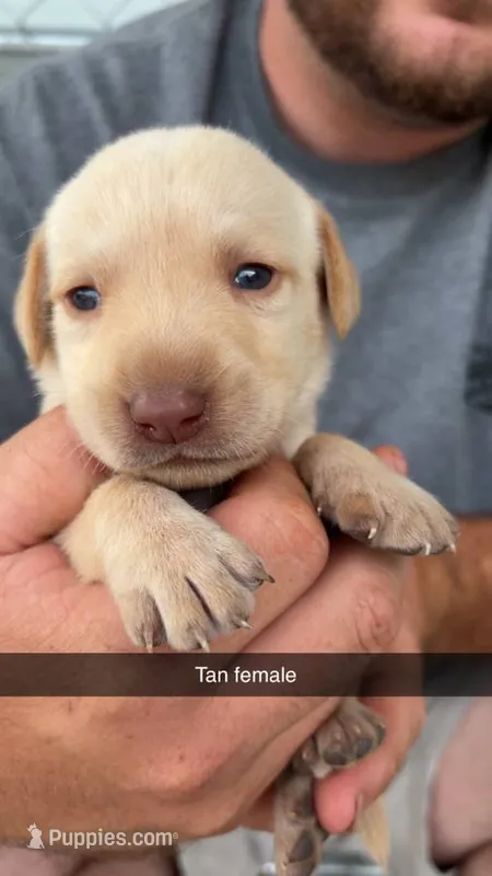 AKC Yellow labrador retriever – Labrador Retriever puppy for sale in St. Stephen, SC