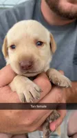 AKC Yellow labrador retriever, a female Labrador Retriever for sale in St. Stephen, SC – 1 of 3