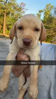 AKC Yellow lab-yellow collar female, a female Labrador Retriever for sale in St. Stephen, SC – 6 of 7