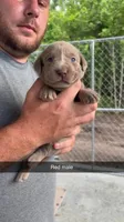 AKC Silver Labrador retriever, a male Labrador Retriever for sale in St. Stephen, SC – 1 of 3