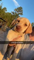 AKC Yellow labrador retriever-lime green female, a female Labrador Retriever for sale in St. Stephen, SC – 7 of 7