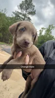 AKC Silver Labrador retriever-orange male, a male Labrador Retriever for sale in St. Stephen, SC – 2 of 7