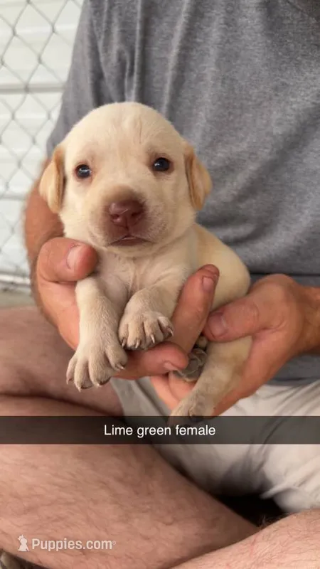 AKC Yellow labrador retriever – Labrador Retriever puppy for sale in St. Stephen, SC