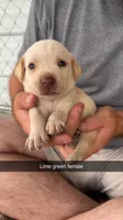 AKC Yellow labrador retriever, a female Labrador Retriever for sale in St. Stephen, SC – 1 of 3