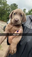 AKC Silver Labrador retriever-Red male, a male Labrador Retriever for sale in St. Stephen, SC – 3 of 7