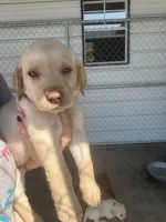 AKC White labrador retriever-Hot Pink Female, a female Labrador Retriever for sale in St. Stephen, SC – 5 of 6
