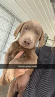 AKC Silver Labrador retriever-dark green male, a male Labrador Retriever for sale in St. Stephen, SC – 7 of 7