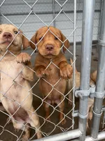 AKC Red Labrador Retriever-Blue Male, a male Labrador Retriever for sale in St. Stephen, SC – 8 of 8